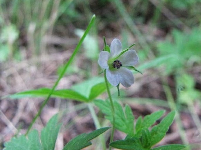 Geranium bicknellii