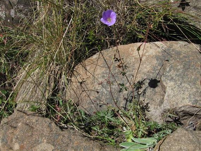 Geranium magniflorum