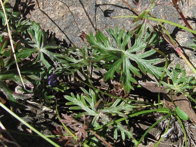 Geranium magniflorum