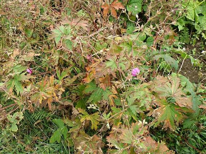 Geranium psilostemon