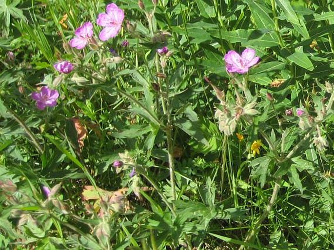 Geranium viscosissimum