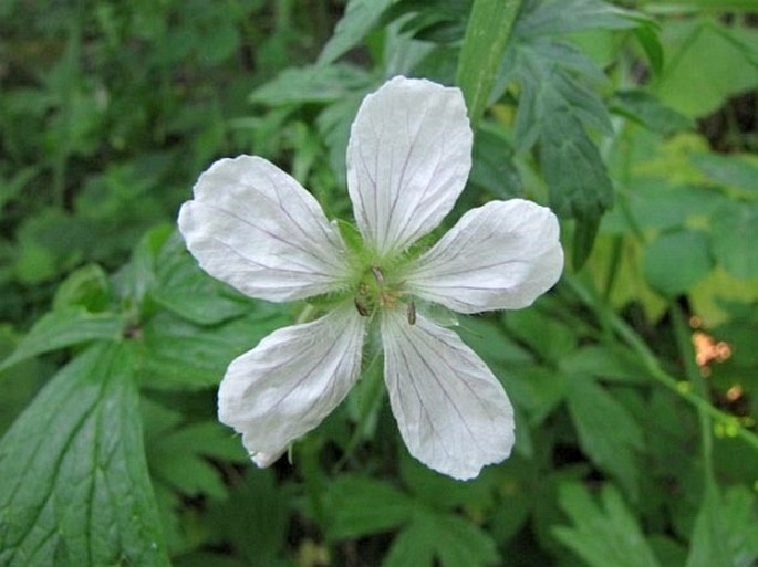 Geranium richardsonii