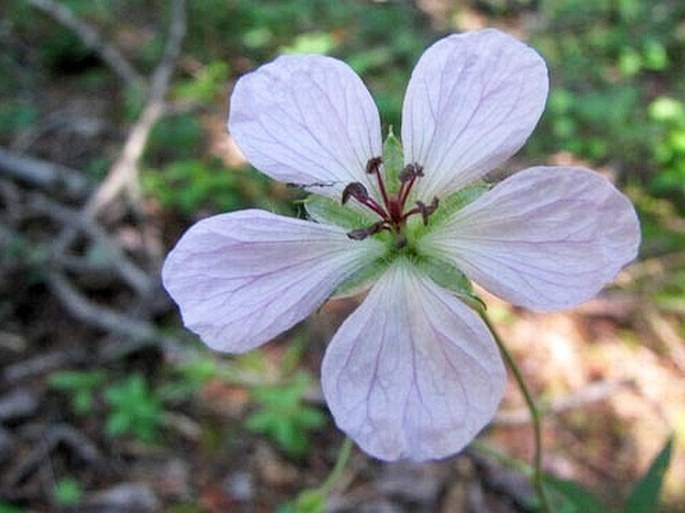 Geranium richardsonii