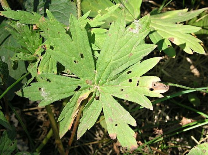 Geranium richardsonii