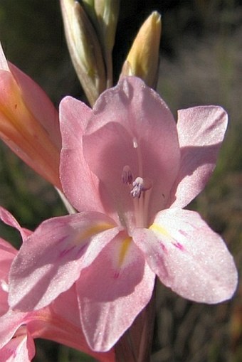 Gladiolus brevifolius