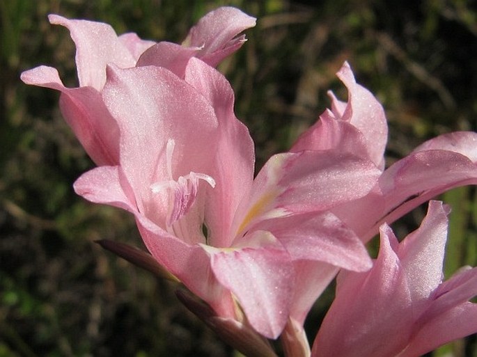 Gladiolus brevifolius