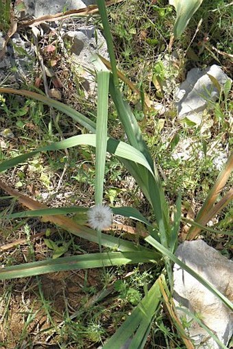 Gladiolus communis