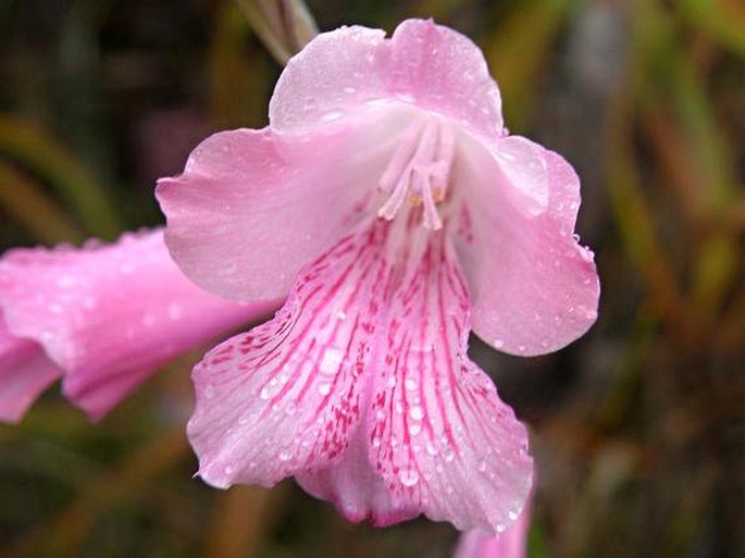 Gladiolus hirsutus