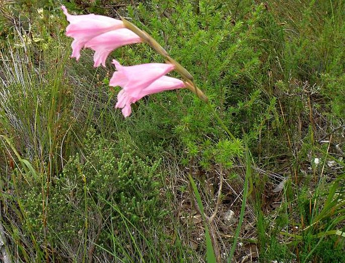 Gladiolus hirsutus