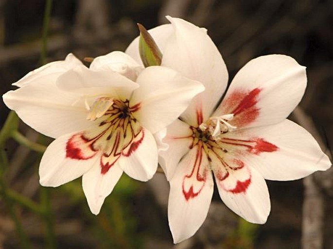 Gladiolus debilis
