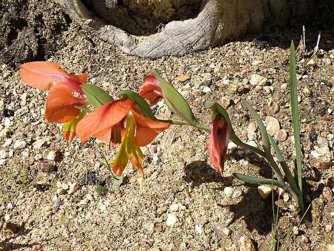 Gladiolus alatus