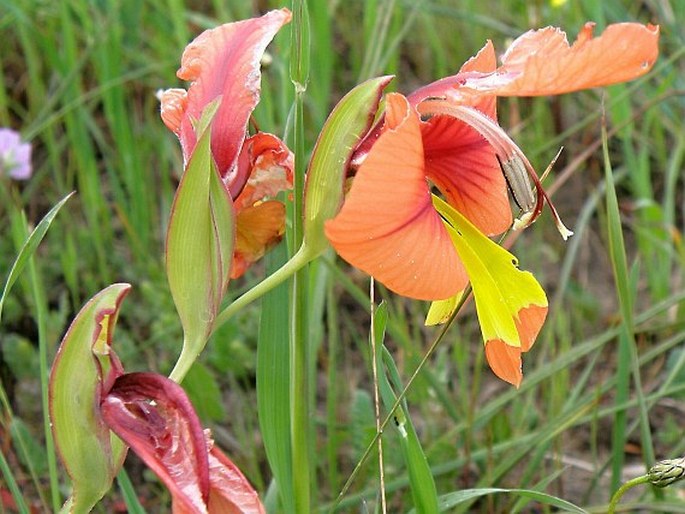 Gladiolus alatus