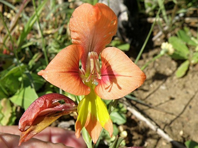 Gladiolus alatus