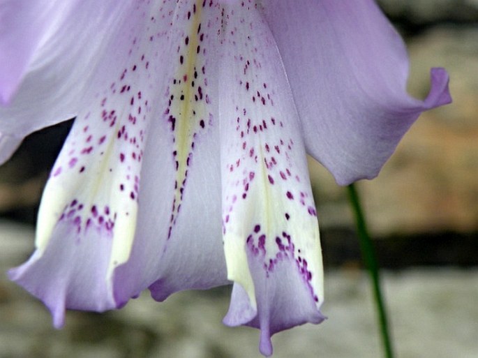 Gladiolus bullatus