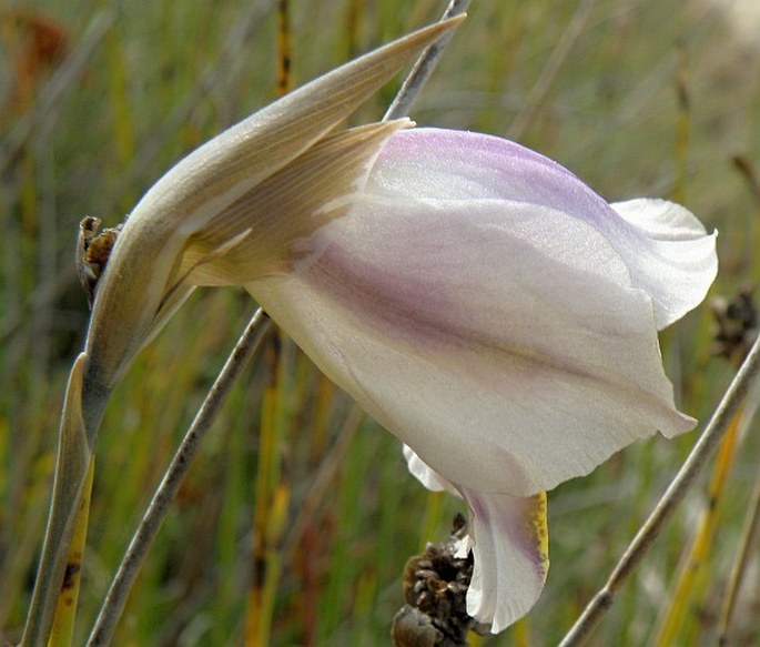 Gladiolus patersoniae