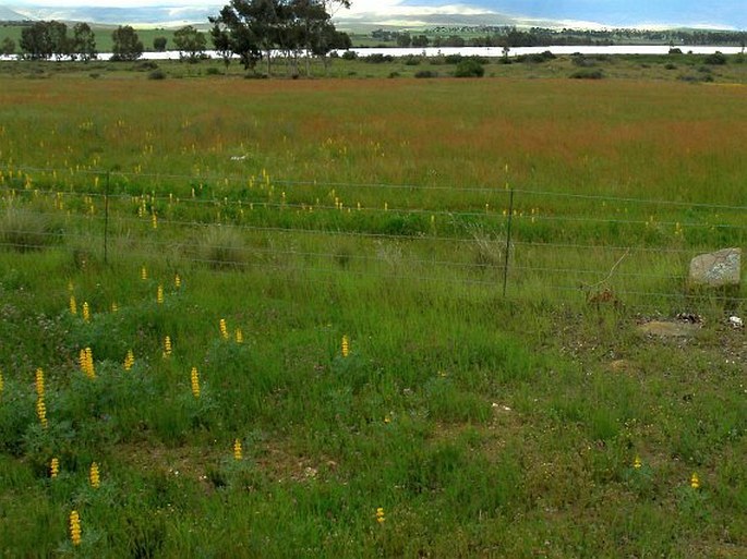 Gladiolus venustus