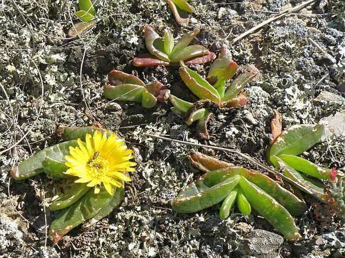 GLOTTIPHYLLUM DEPRESSUM (Haw.) N. E. Br.