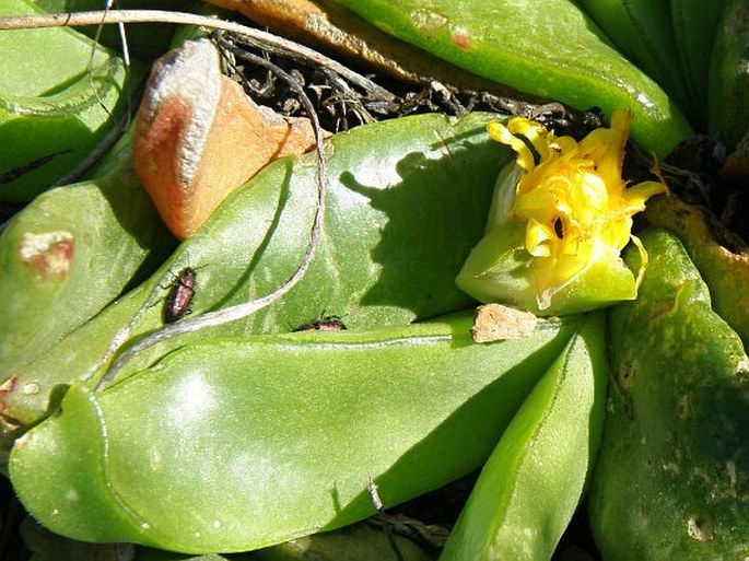 Glottiphyllum depressum