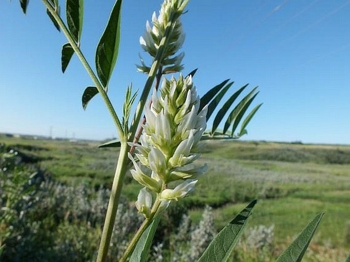 Glycyrrhiza lepidota