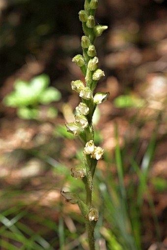 Goodyera oblongifolia