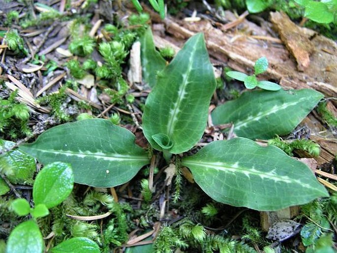 Goodyera oblongifolia