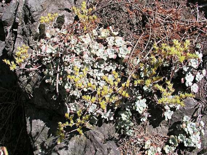 Sedum spathulifolium