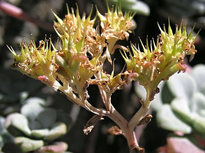 Sedum spathulifolium