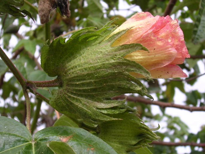 Gossypium barbadense