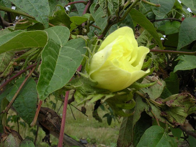 Gossypium barbadense