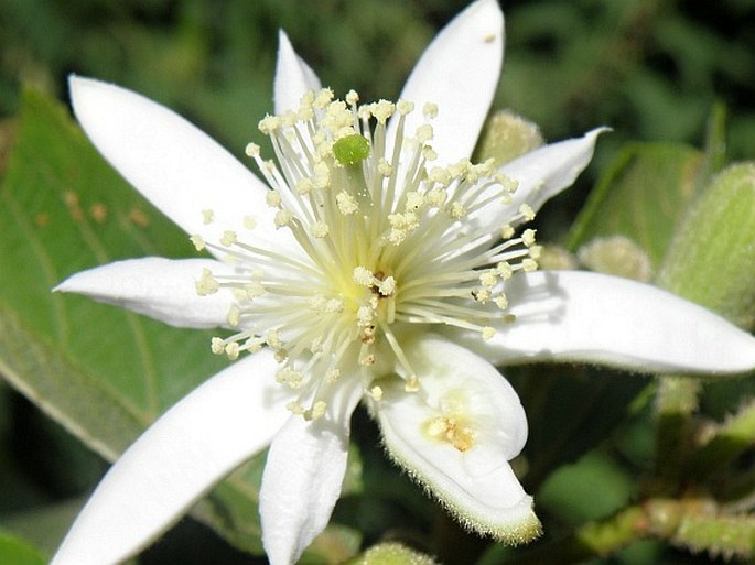 GREWIA TEMBENSIS Fresen. – blahokamýk