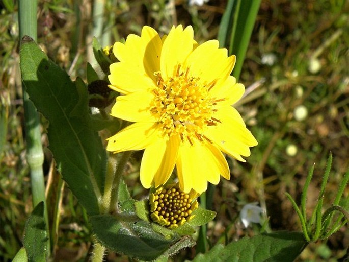 Guizotia abyssinica