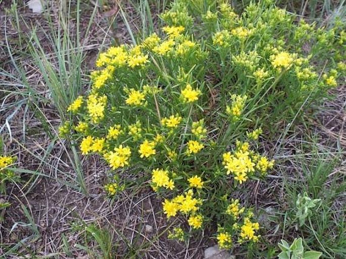 Gutierrezia sarothrae