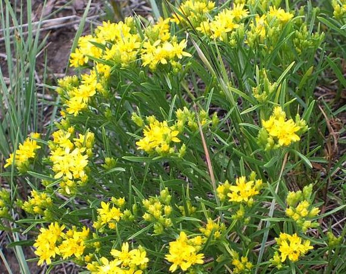 Gutierrezia sarothrae