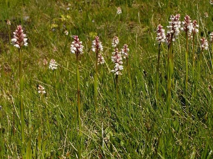 Gymnadenia frivaldii