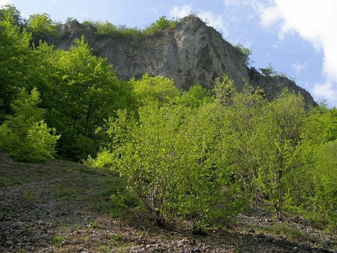 Gymnocarpium robertianum