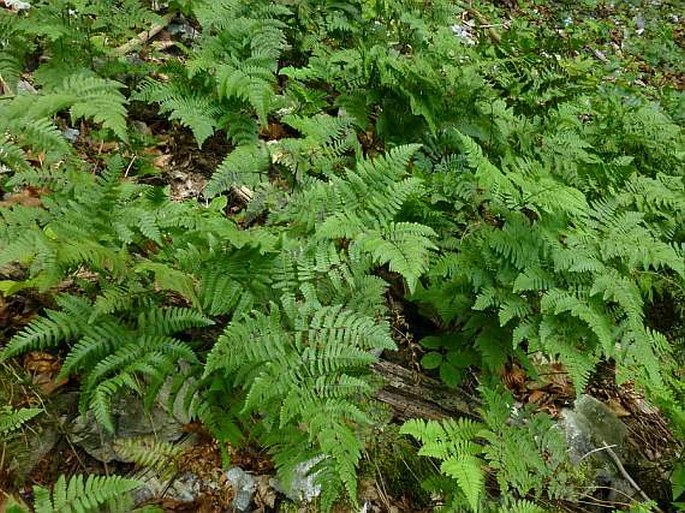 Gymnocarpium robertianum