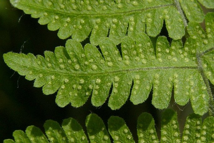 Gymnocarpium robertianum