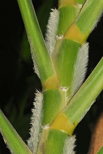 Gynerium sagitattum