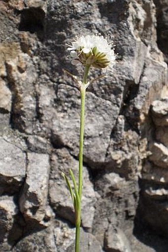 Gypsophila petraea