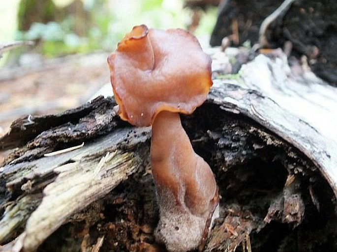 Gyromitra infula