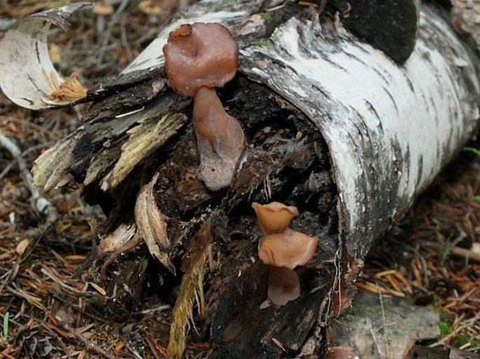 Gyromitra infula