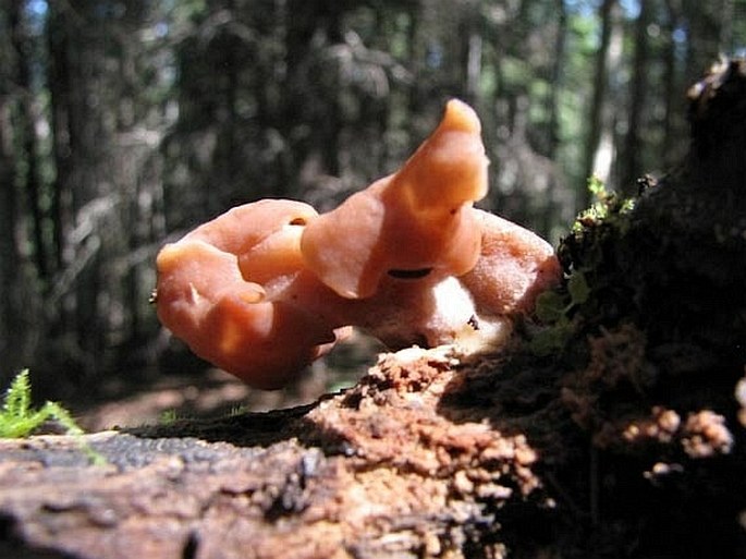 Gyromitra infula