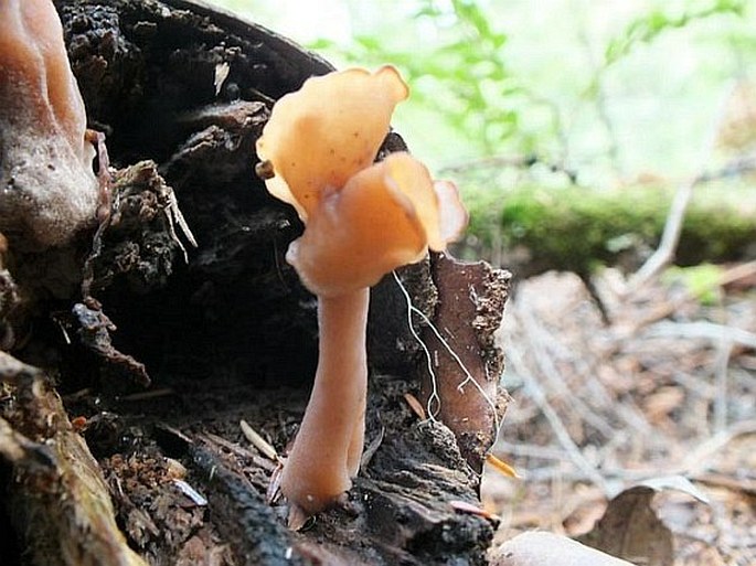 Gyromitra infula