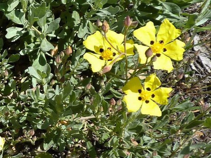 Halimium halimifolium