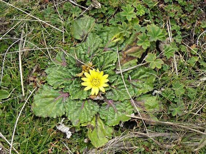 HAPLOCARPHA RUEPPELLII (Sch. Bip.) K. Lewin