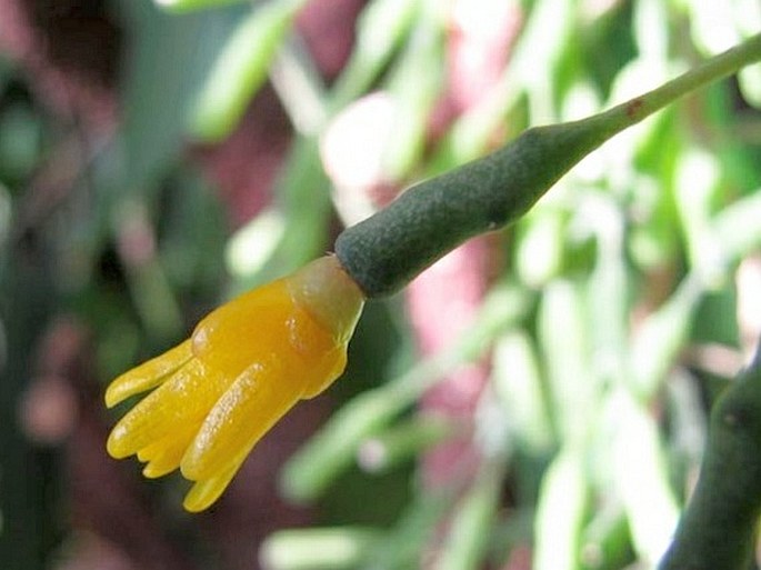 Hatiora salicornioides