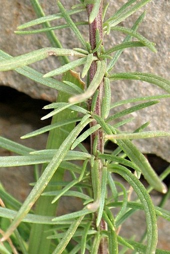 Hebenstretia angolensis