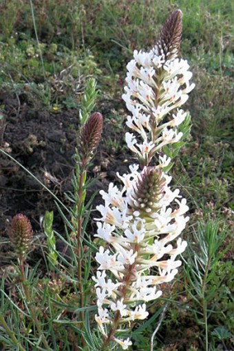 Hebenstretia angolensis