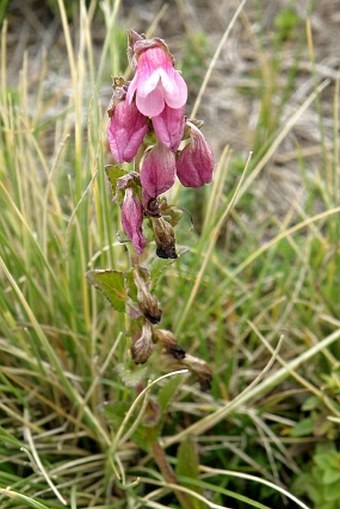 Hedbergia abyssinica