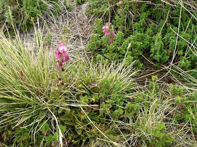 Hedbergia abyssinica